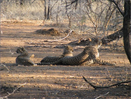 Cheetahs in Edeni Game Resort 