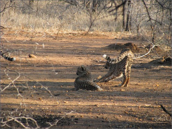 Cheetahs in Edeni Game Resort 