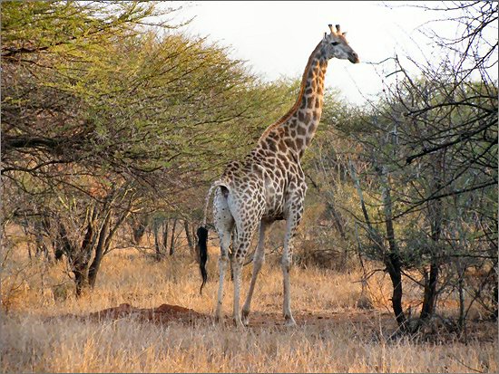 Giraf in het Edeni Game Resort 