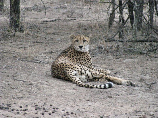 Cheetah houdt ons in de gaten 