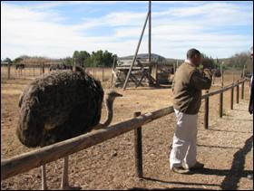 Oudtshoorn- Ostrich Safari Farm